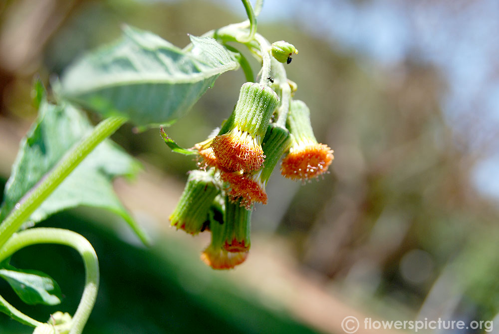 Crassocephalum crepidioides