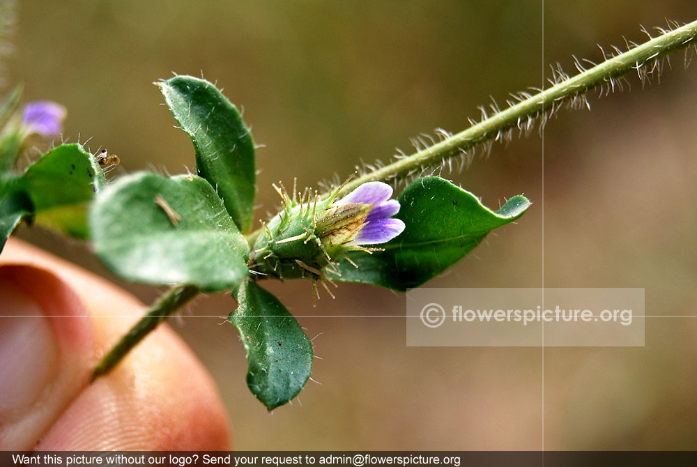 Creeping blepharis