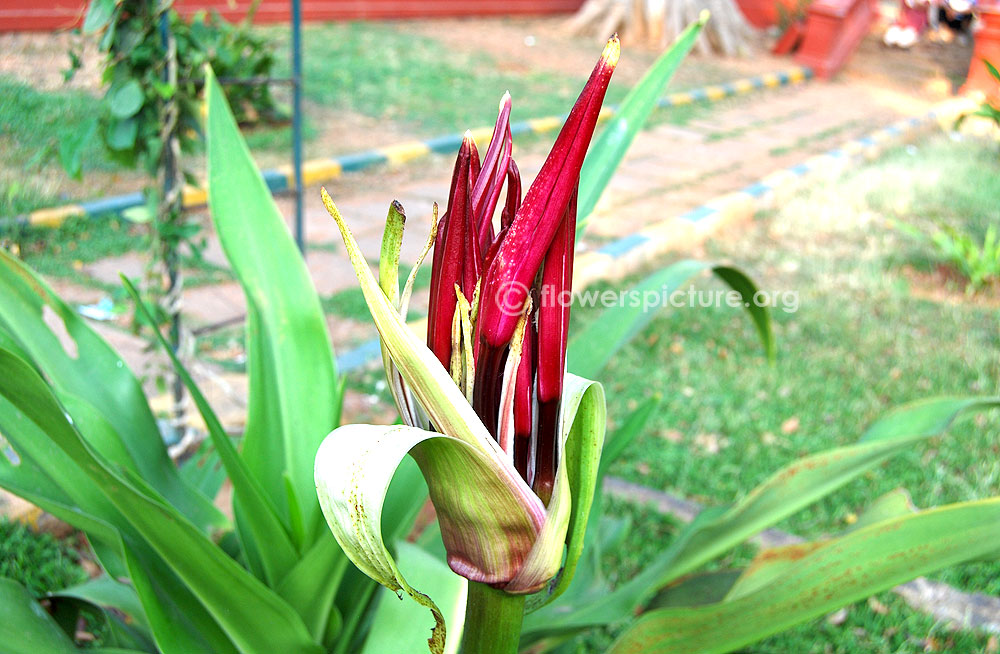 Crinum amabile flower bulbs