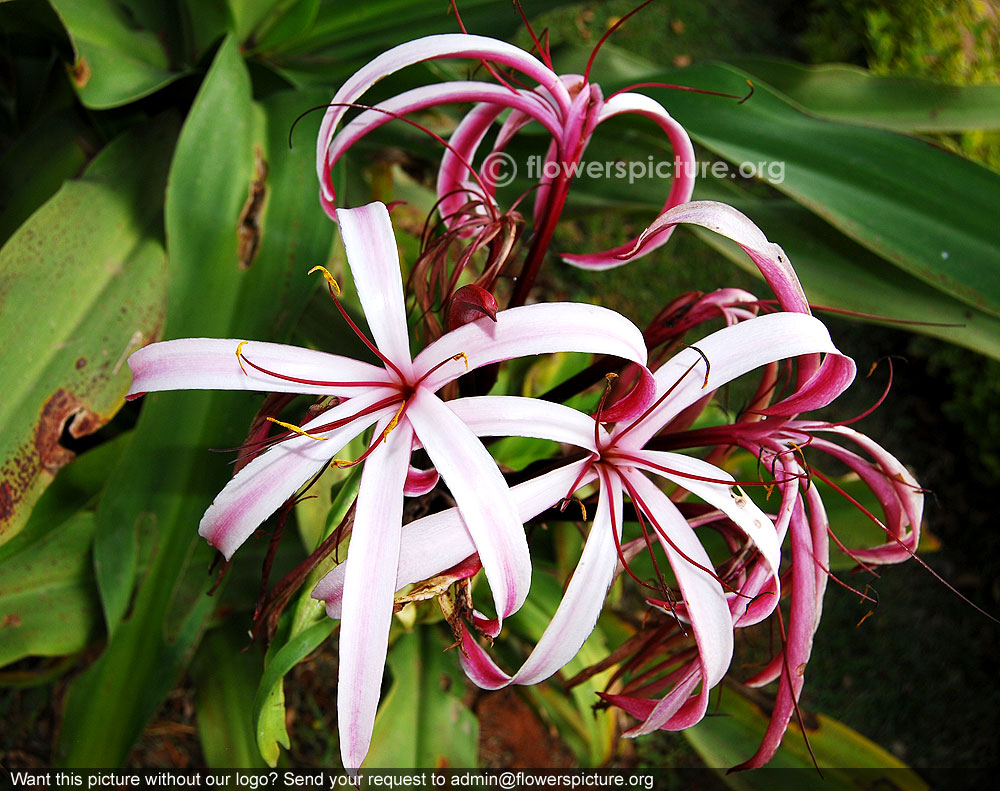 Crinum amabile