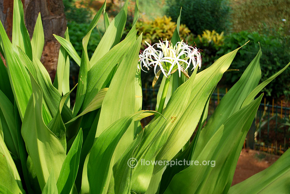 Crinum asiaticum leaves