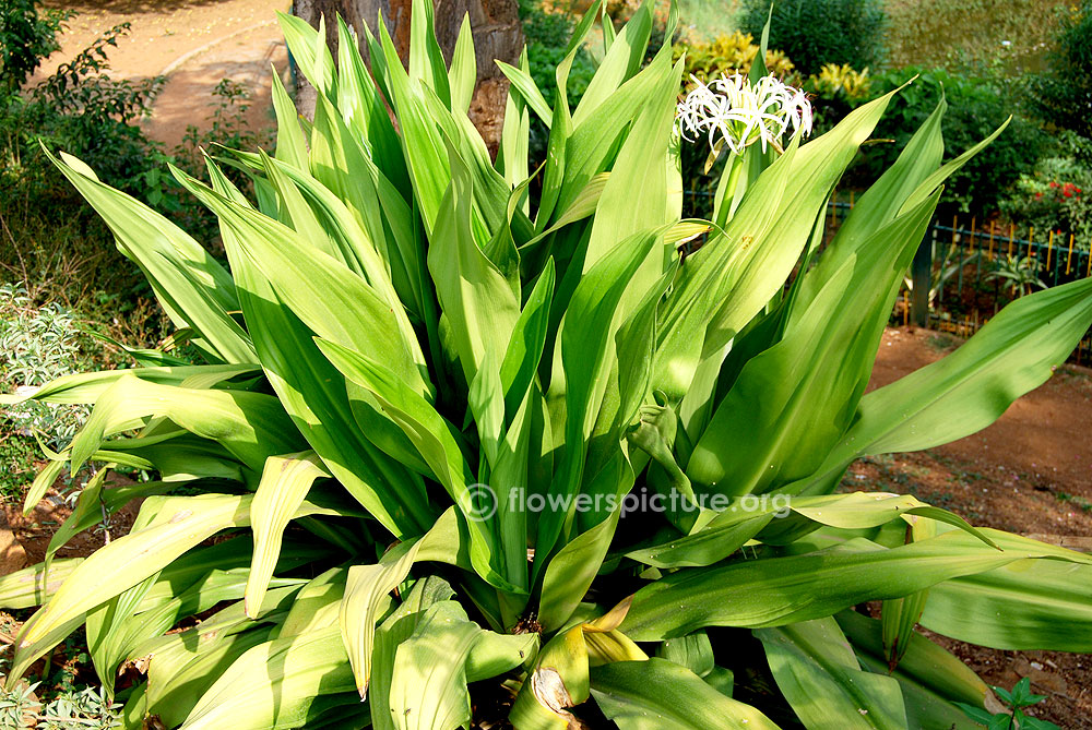 Crinum asiaticum plant