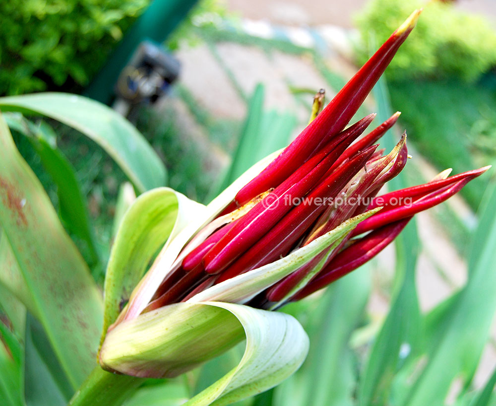 Crinum asiaticum purple