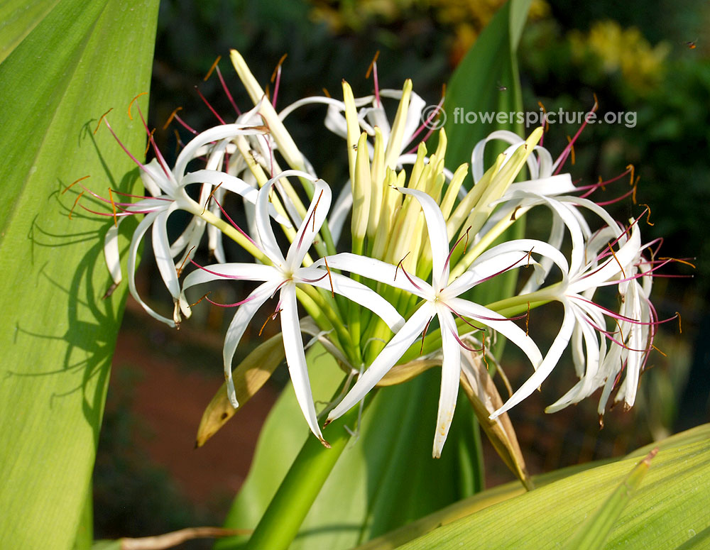 Crinum asiaticum