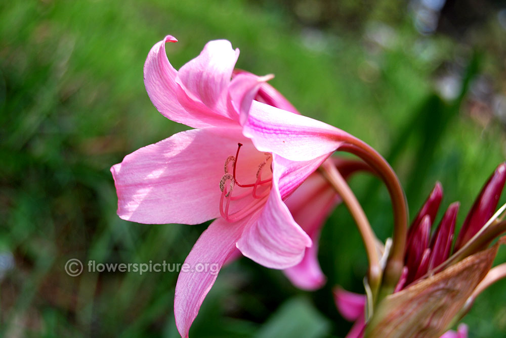 Crinum powellii pink