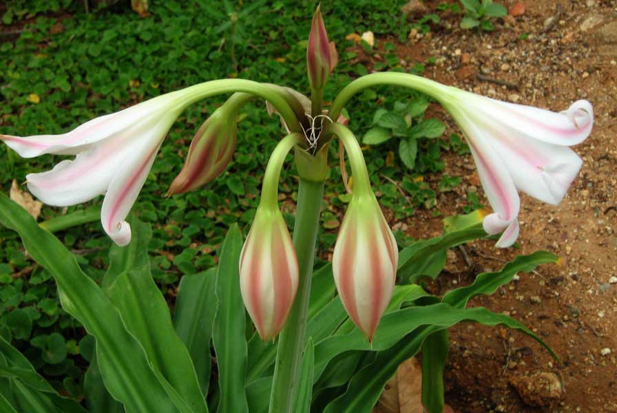 Crinum bulbispermum