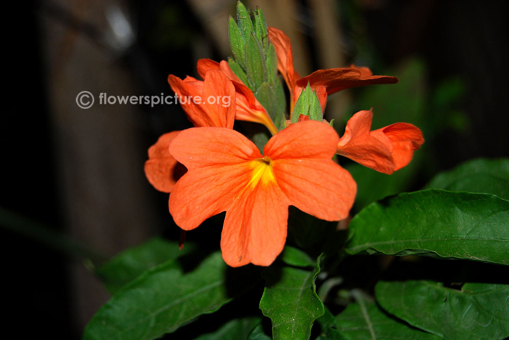 Crossandra blooming buds