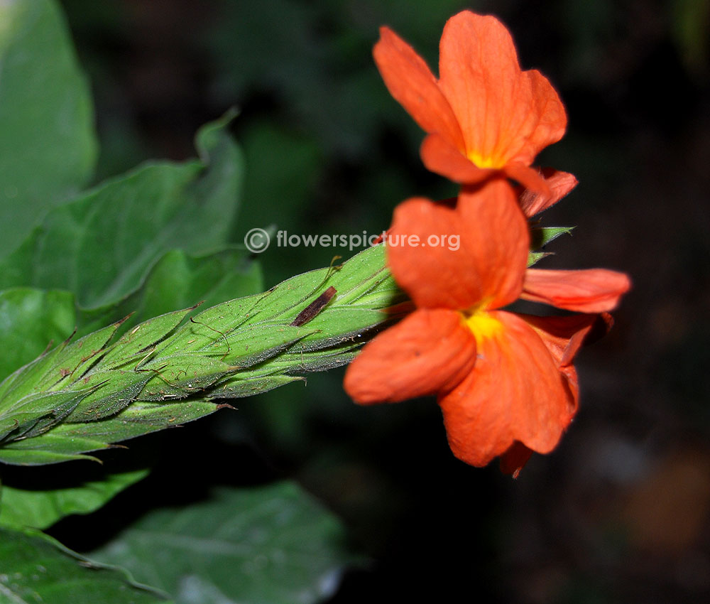 Crossandra flower spikes