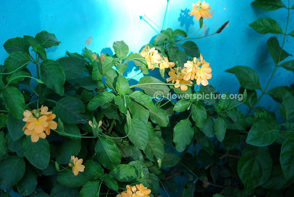 Crossandra infundibuliformis 'lutea' Plant & Foliage