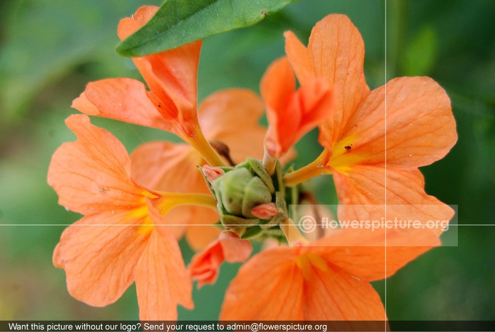 Crossandra infundibuliformis