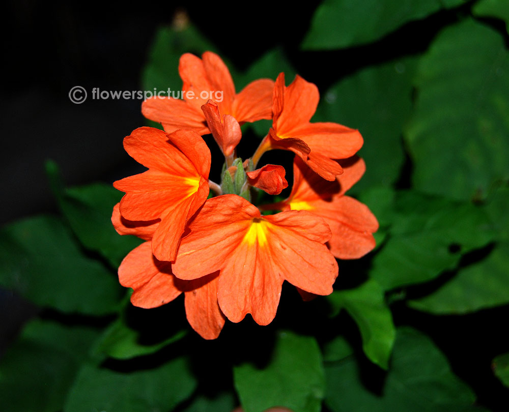 Crossandra kanakamparam