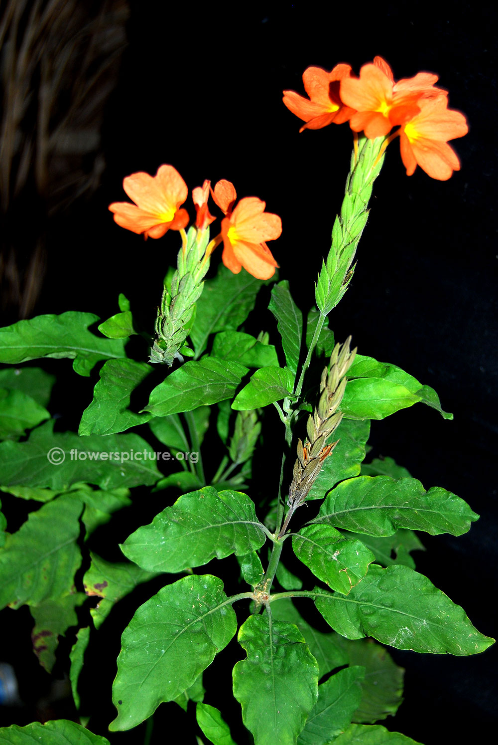 Crossandra plants