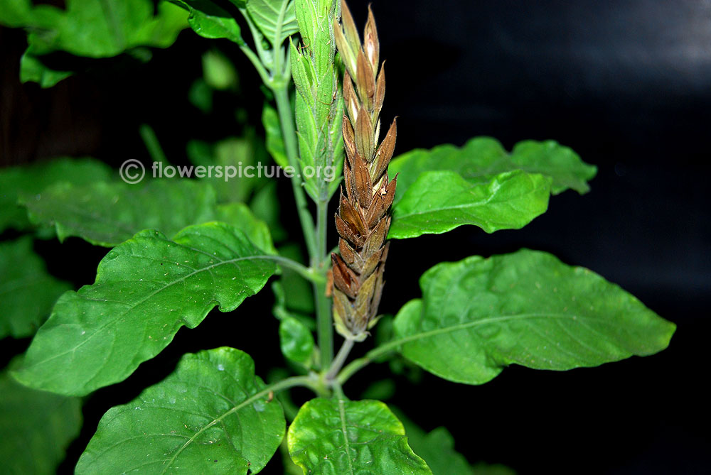 Crossandra seeds