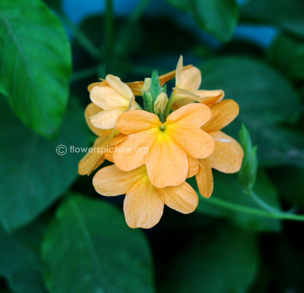 Crossandra