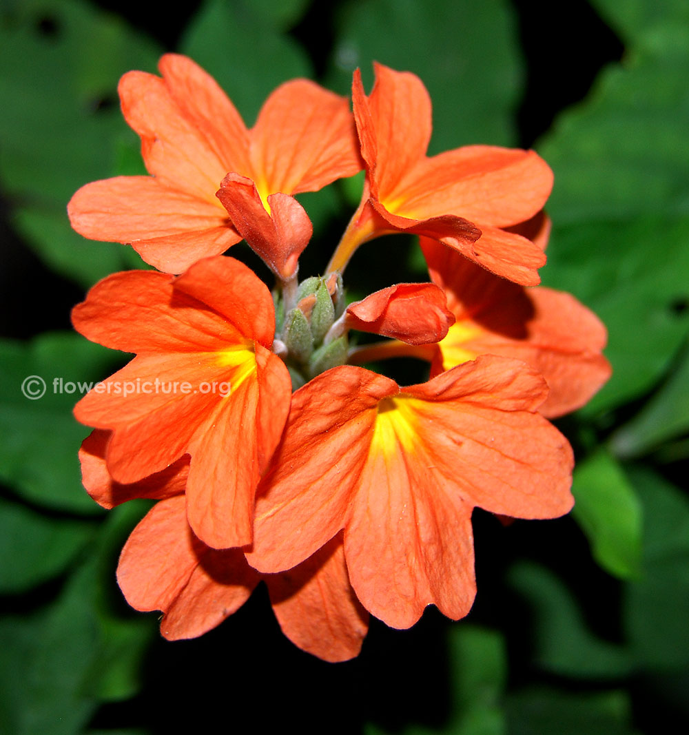 Crossandra