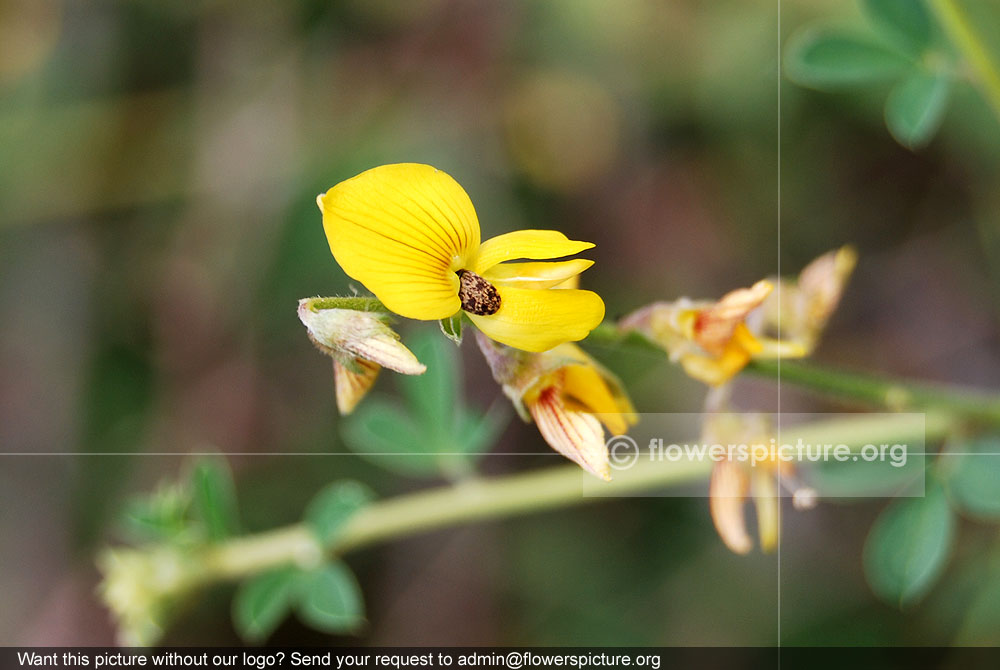 Crotalaria albida