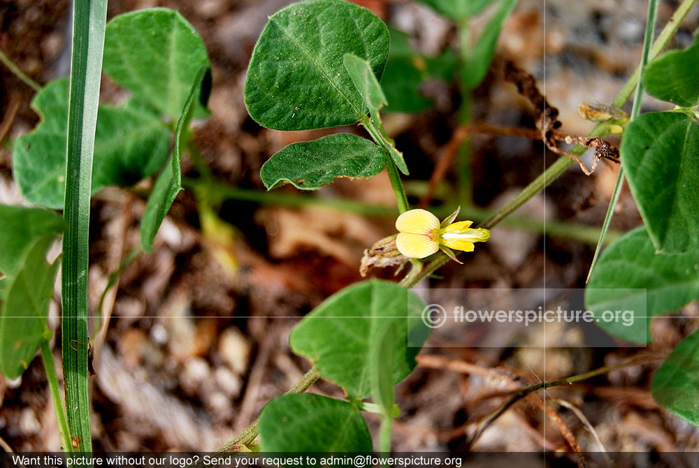 Crotalaria filipes