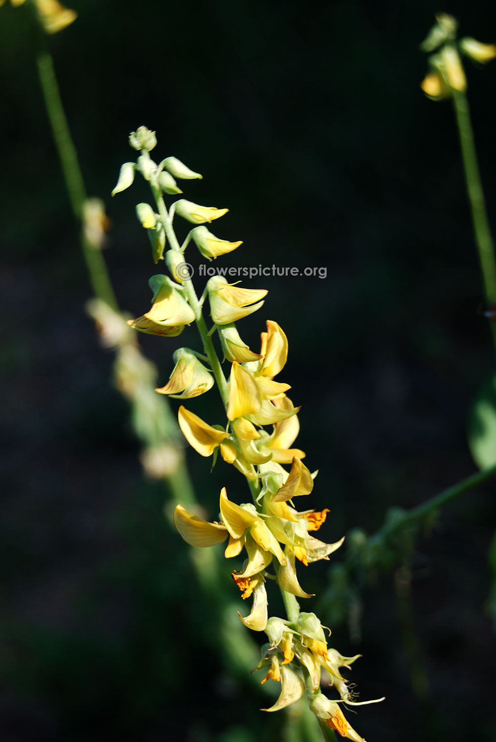 Crotalaria pallida