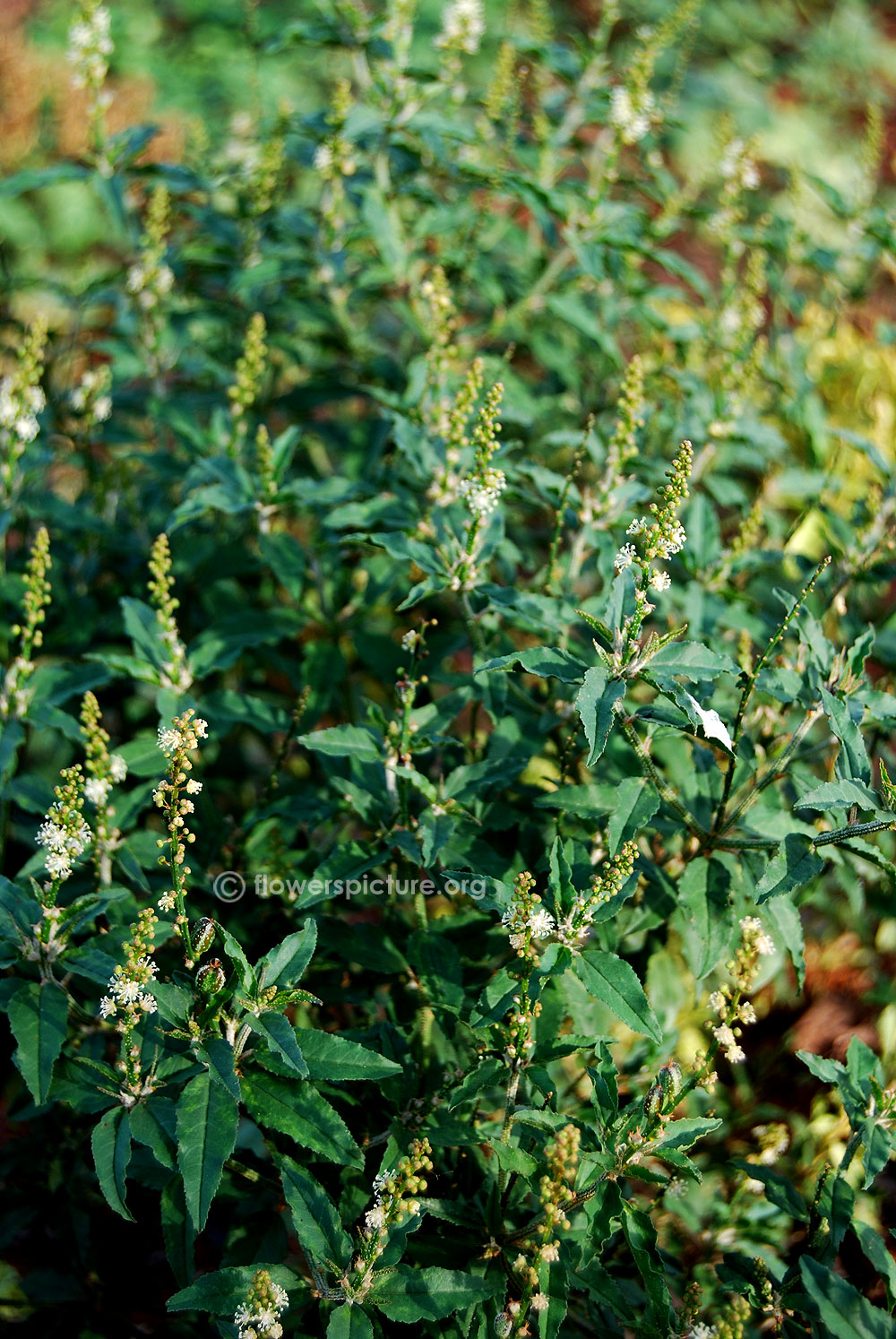 Croton bonplandianum plants & Folage