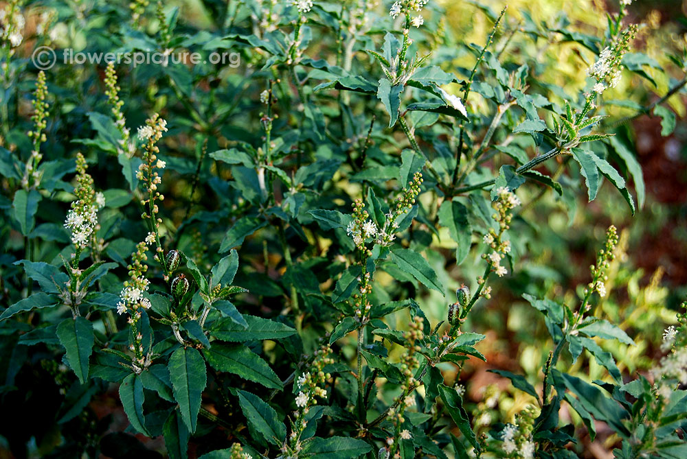 Croton bonplandianum