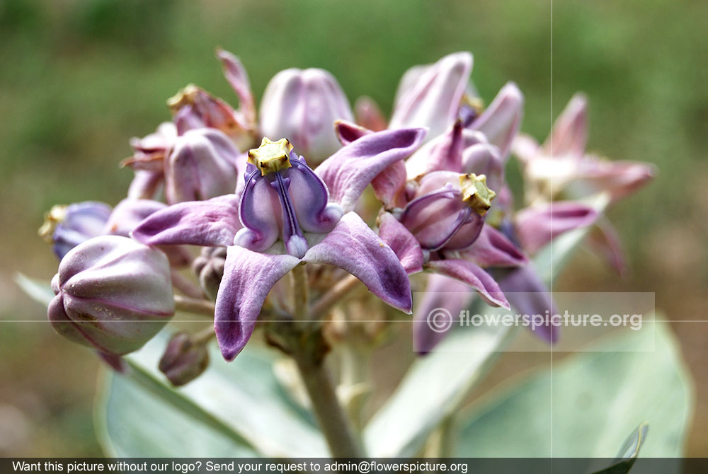 Crown flower