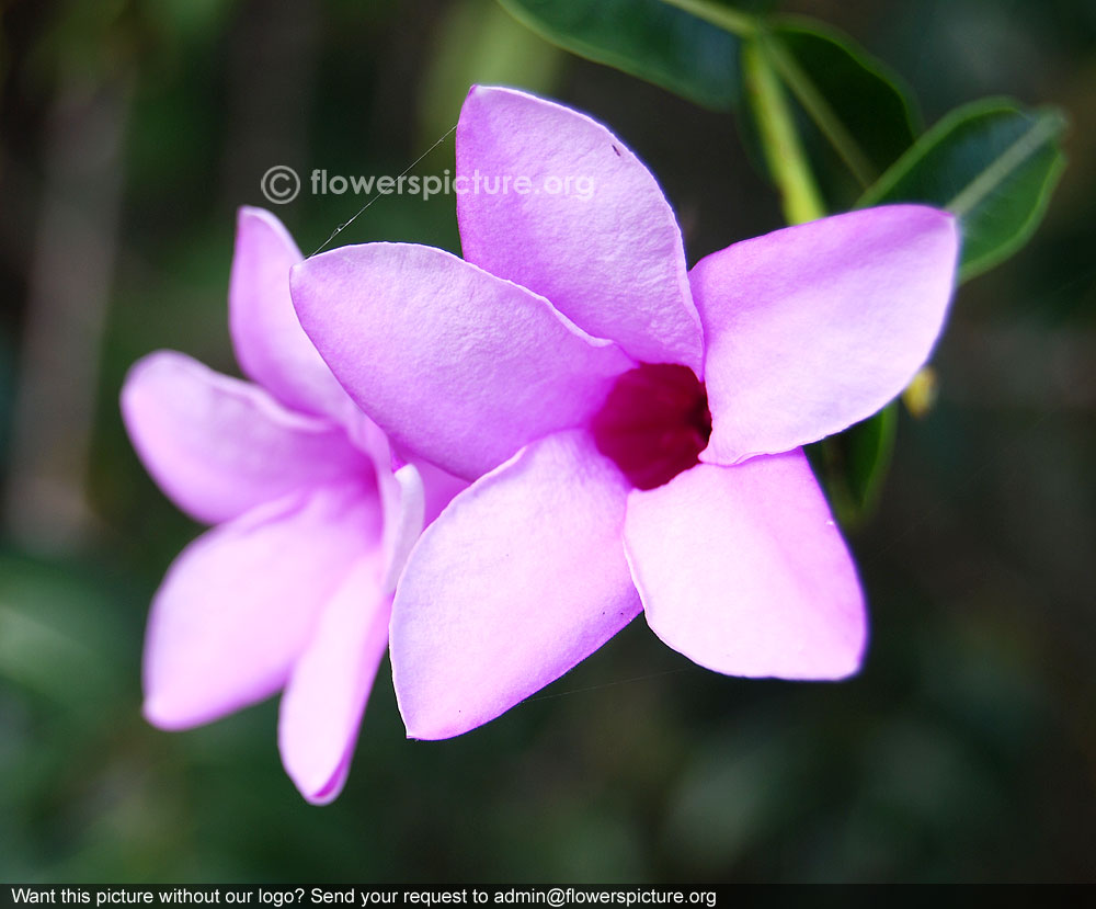 Cryptostegia grandiflora