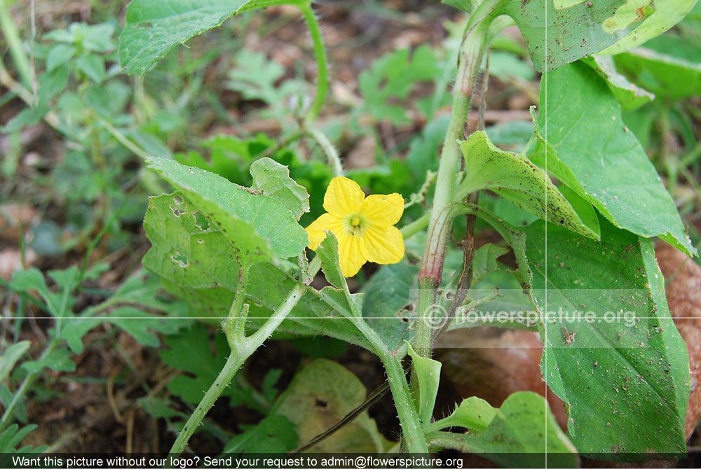 Cucumis Sativus