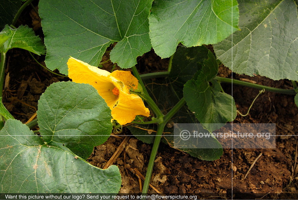 Cucurbita Pepo