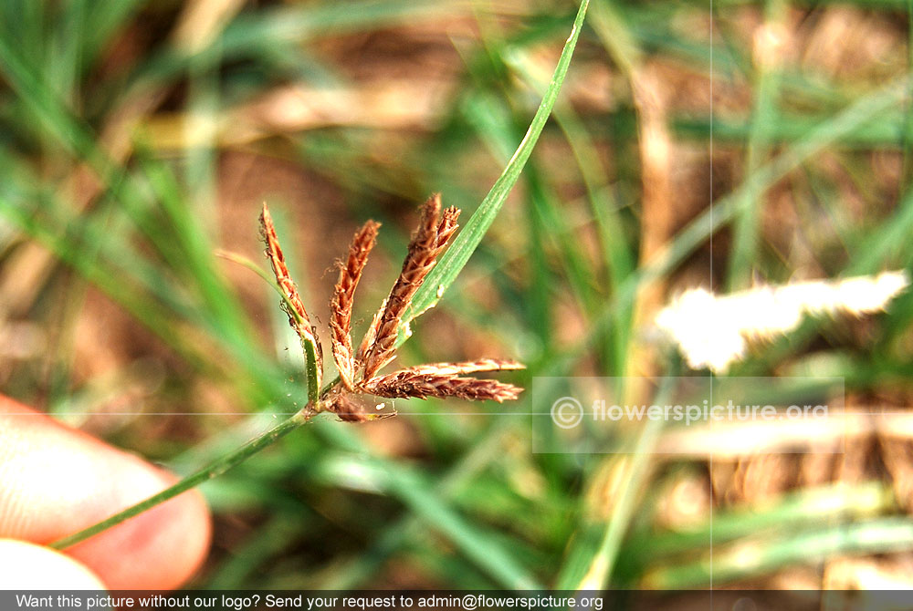 Cyperus imbricatus