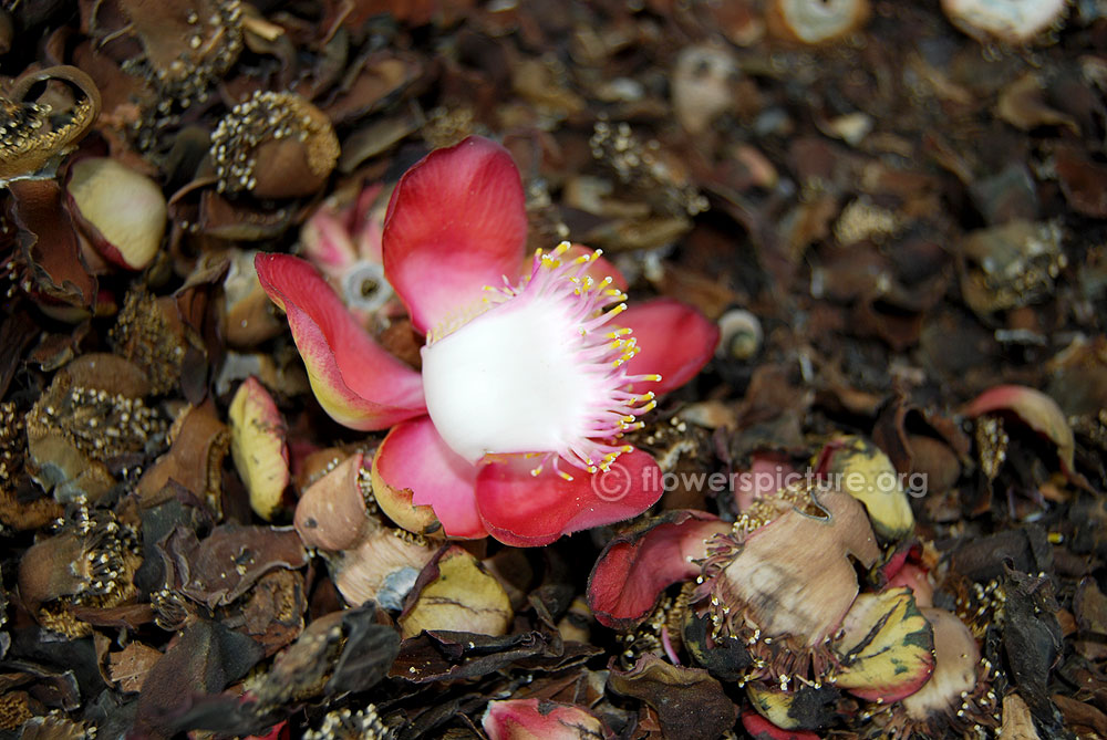 Fallen cannonball flower