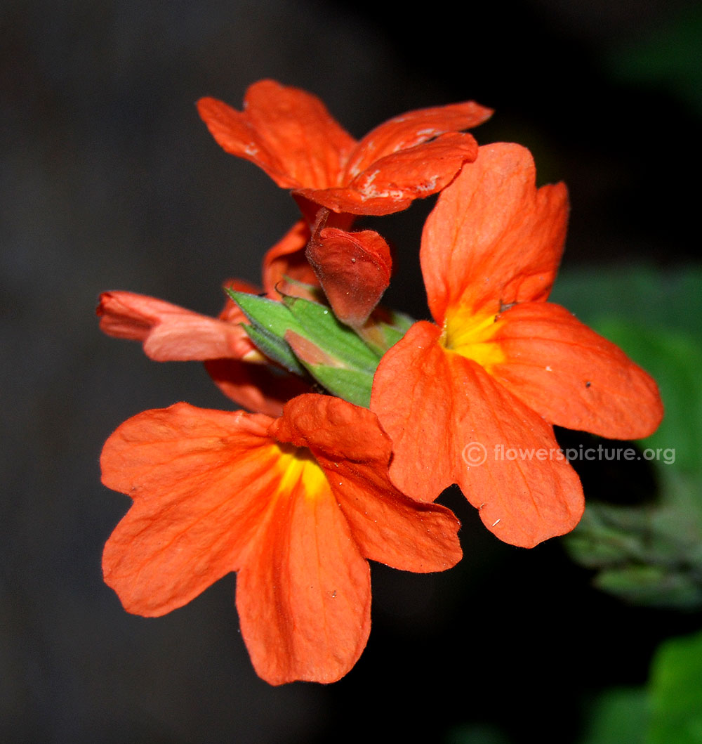 Firecracker flower