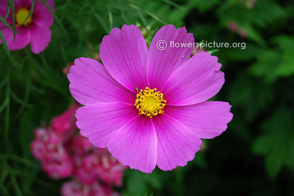 Garden cosmos flower