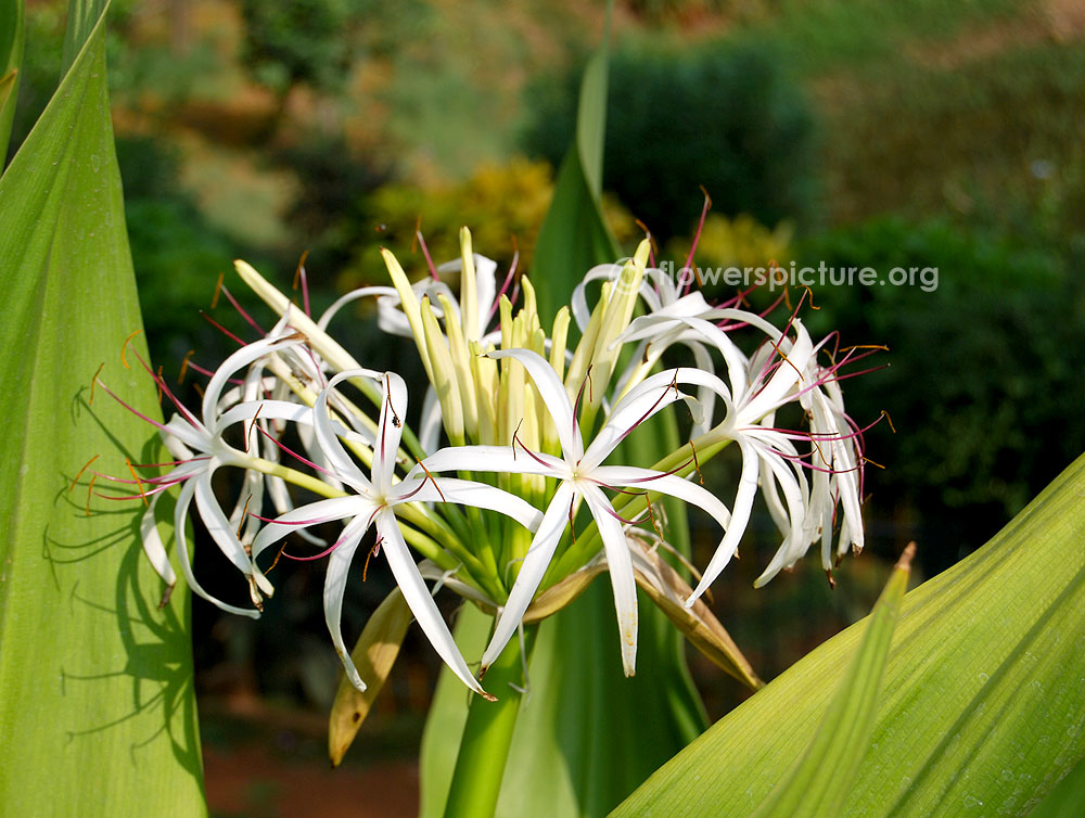 Giant crinum lily