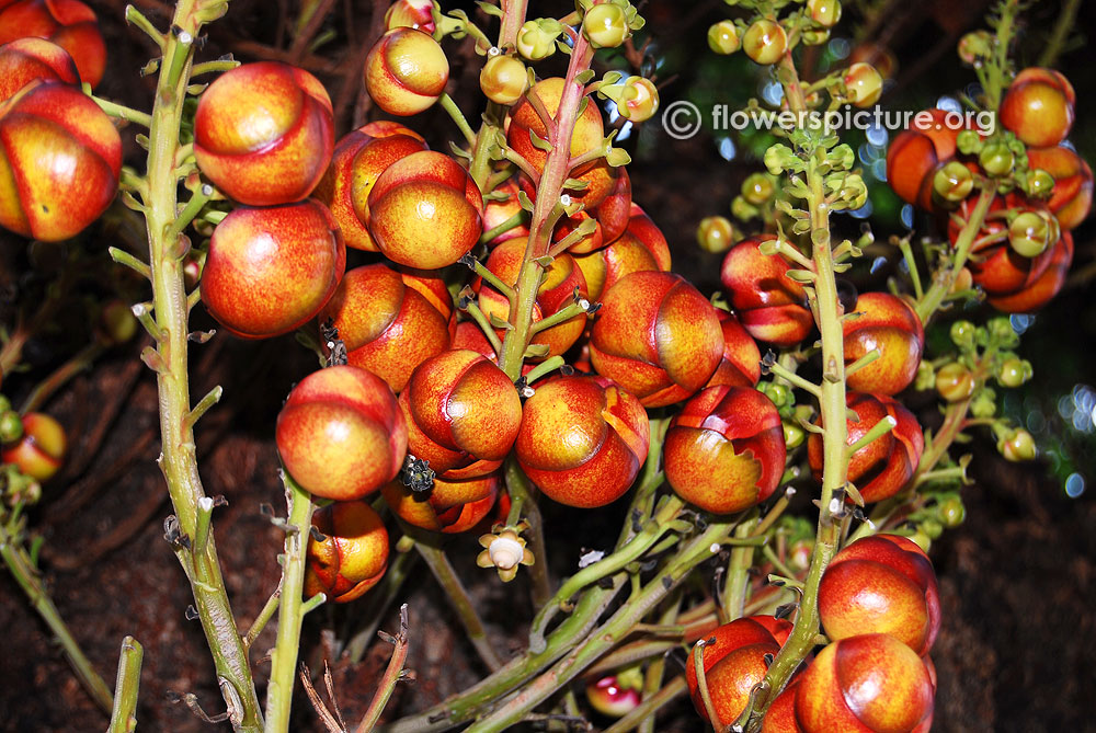 Inflorescence of cannonball tree