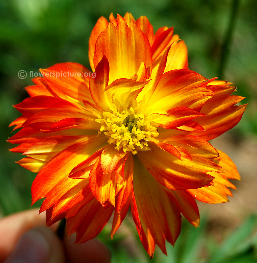 Lemon yellow with red mixed cosmos