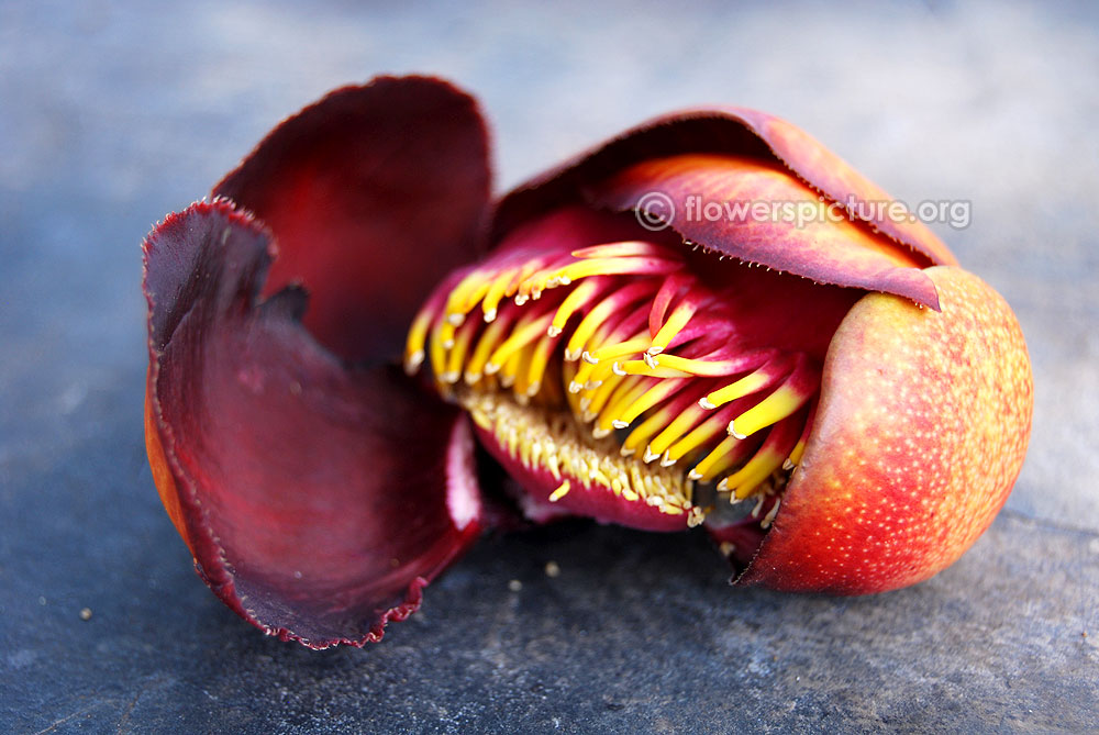 Lingam flower