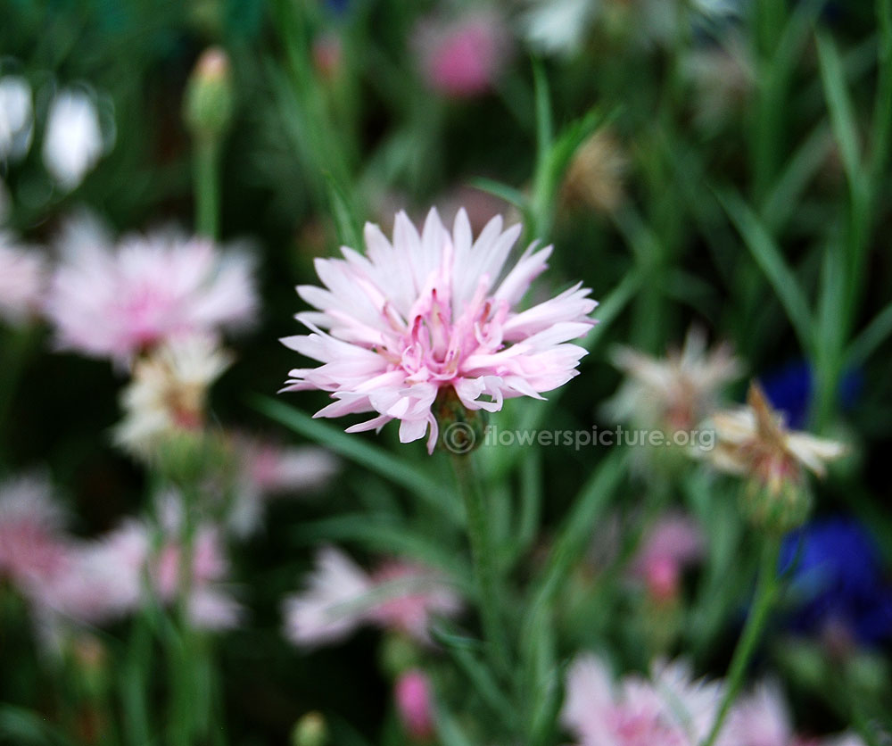 Pink cornflower