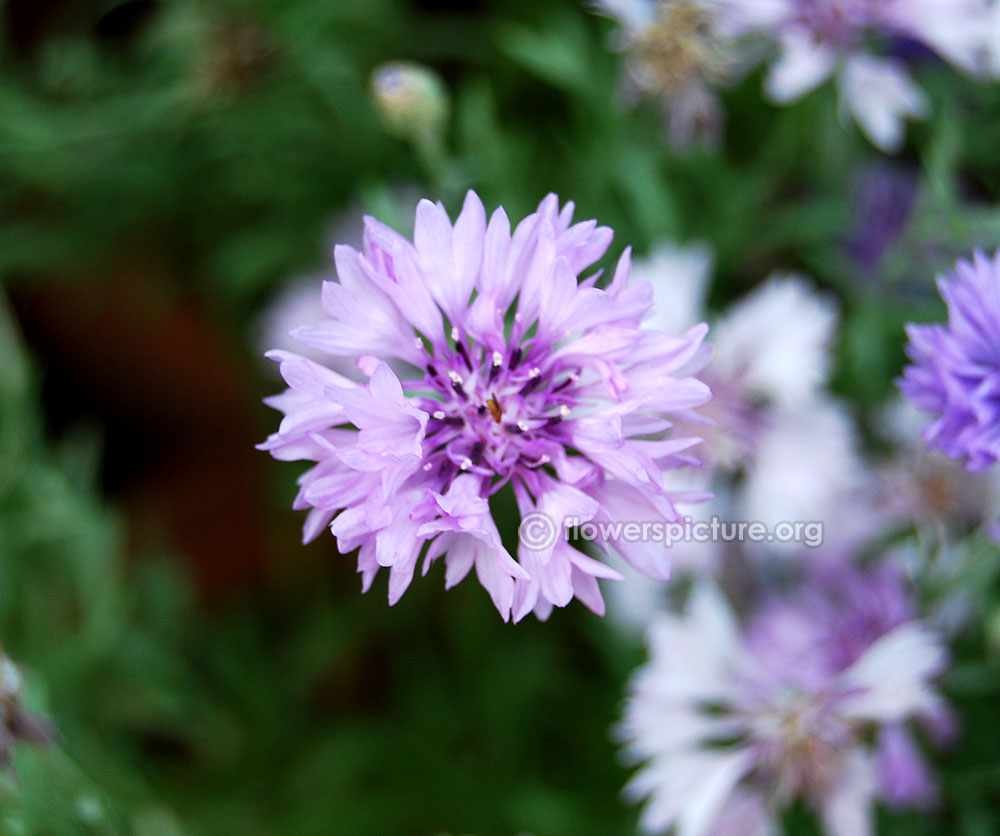 Purple cornflower