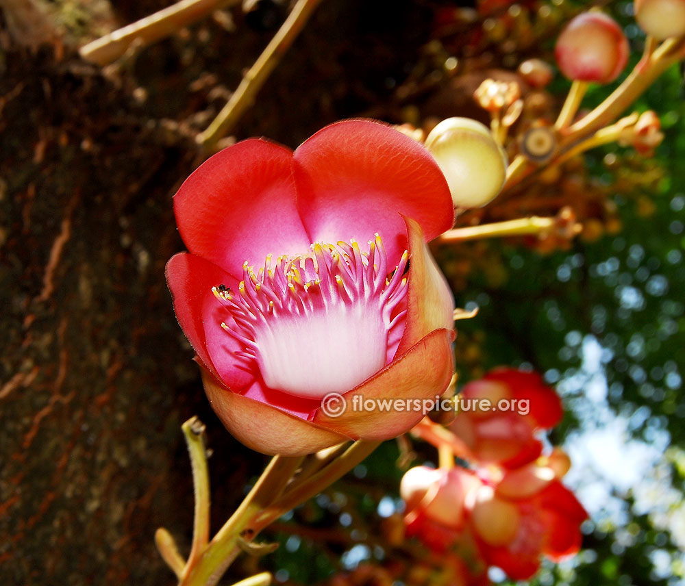 Sivalingam flower