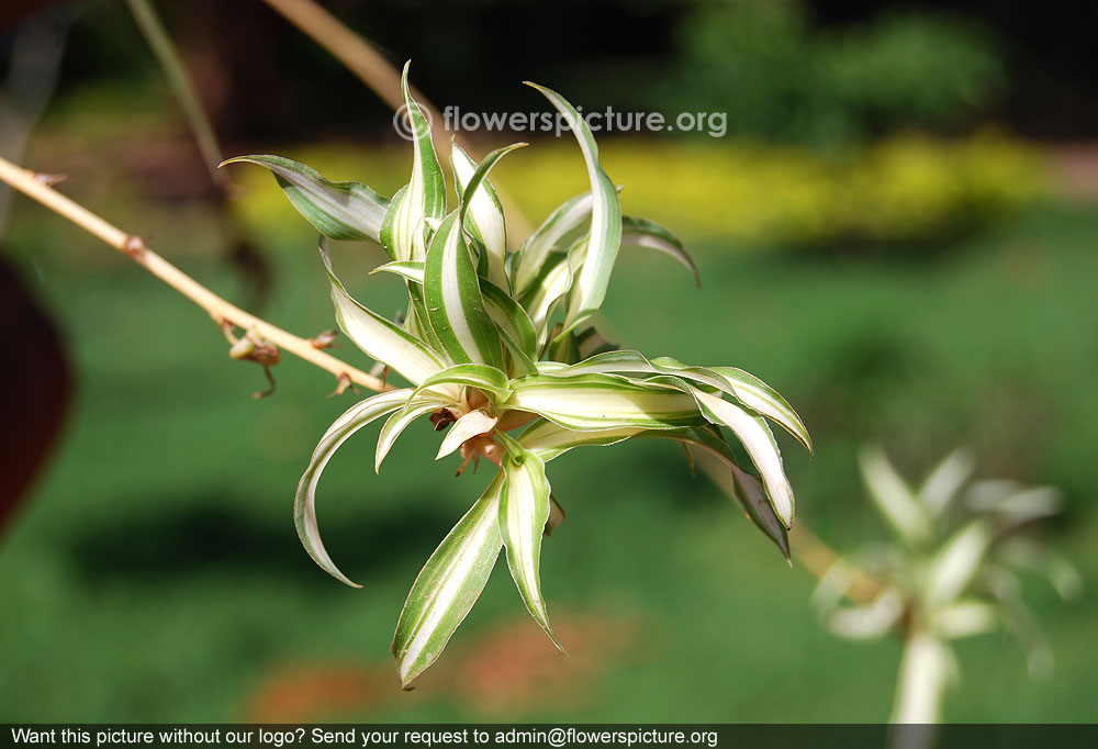 Spider plant leaves