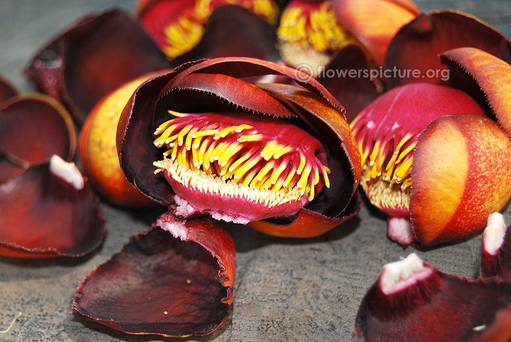 Staminodes and fertile stamens of cannonball flower