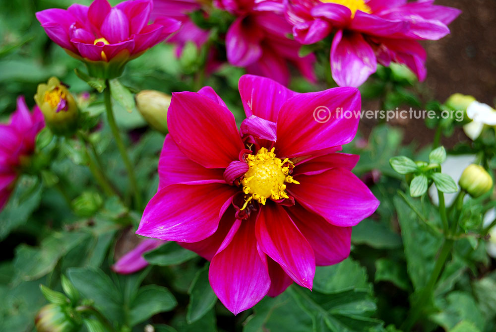 Dahlia alpen beauty