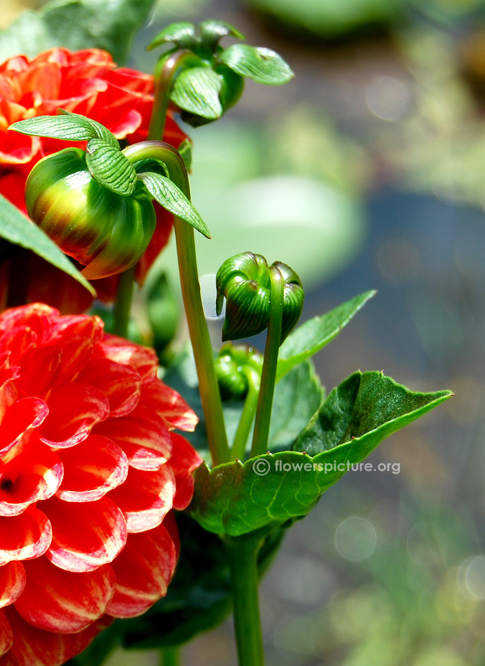 Dahlia new baby flower buds