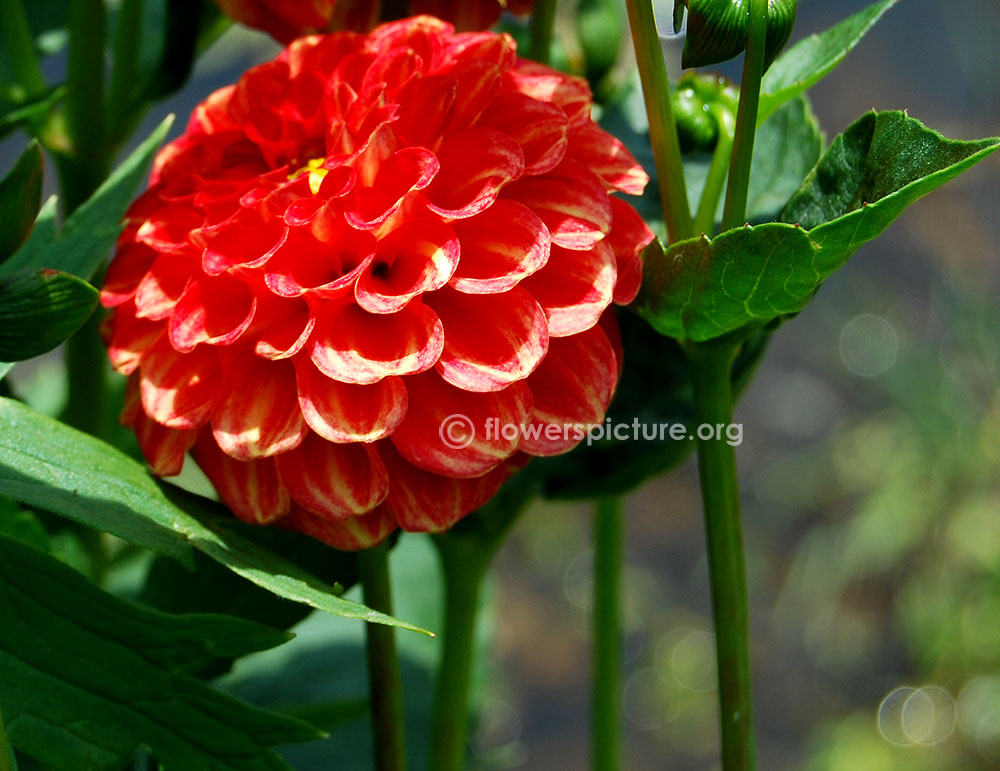 Dahlia new baby-Full bloom[Ball shaped]