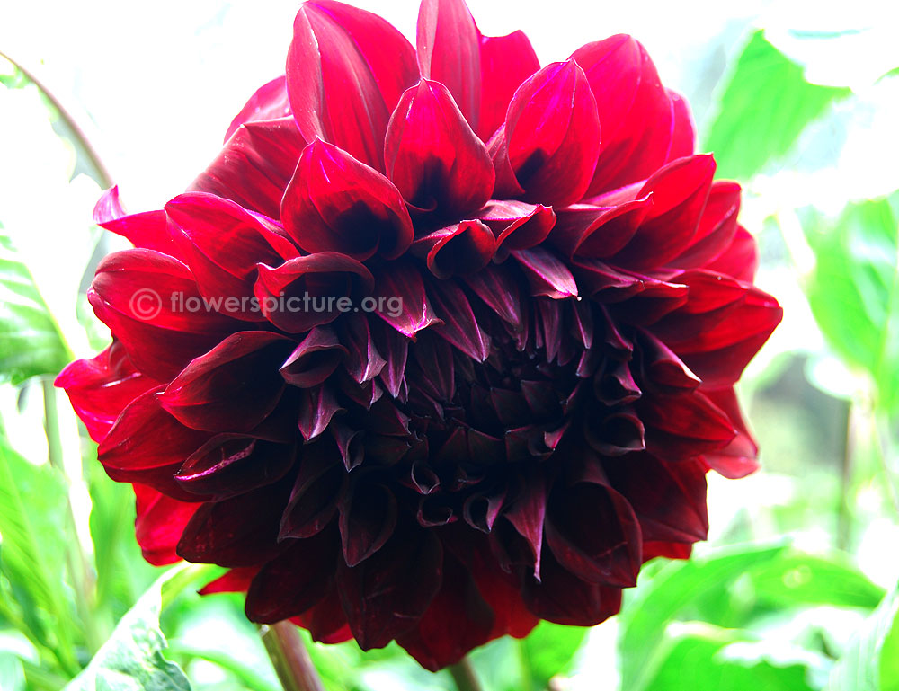 Dahlia shadowcat