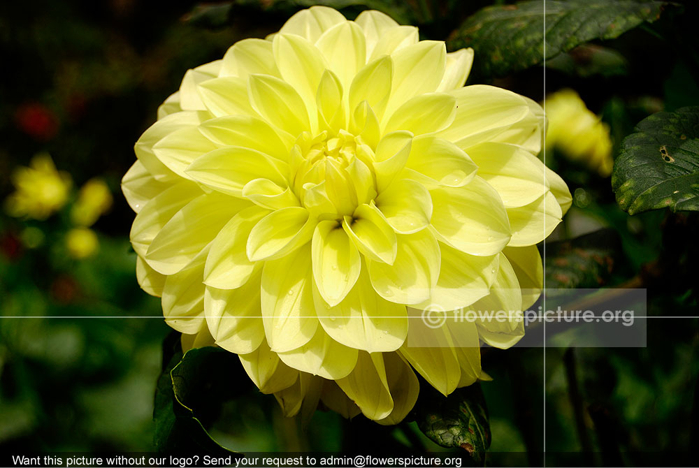 Dahlia Hybrida