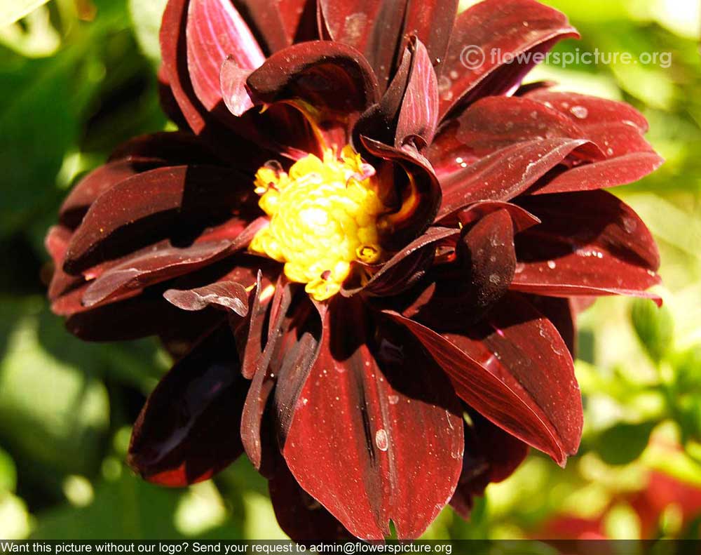 Dahlia maroon red