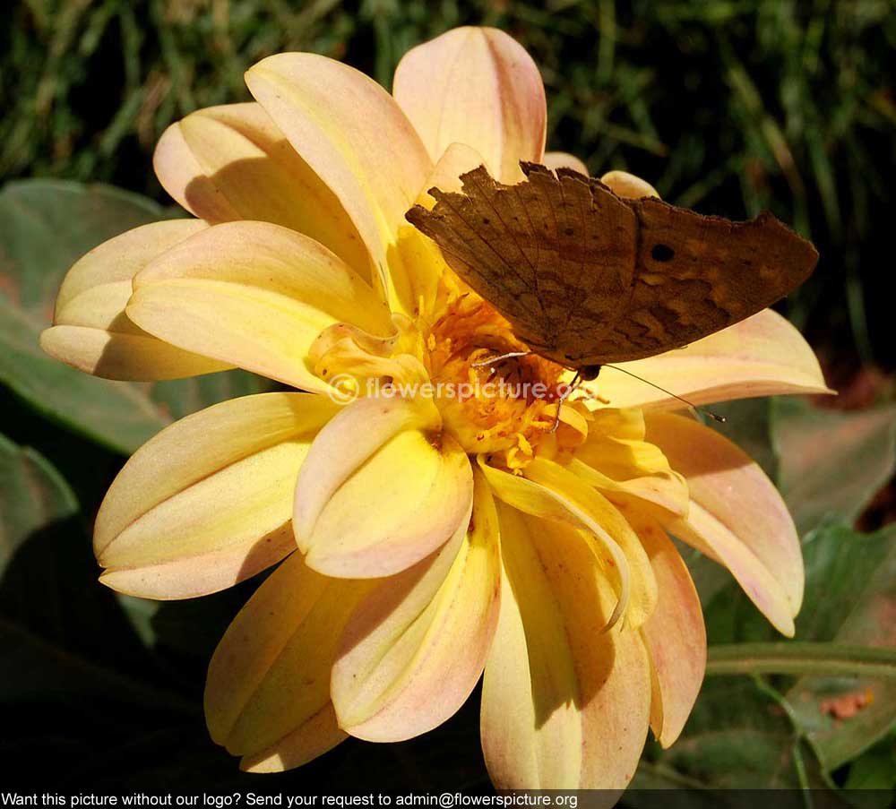 Dahlia orange beige Yellow