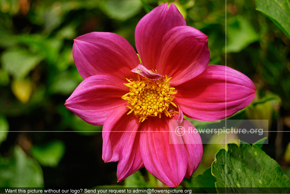 Dahlia Pink