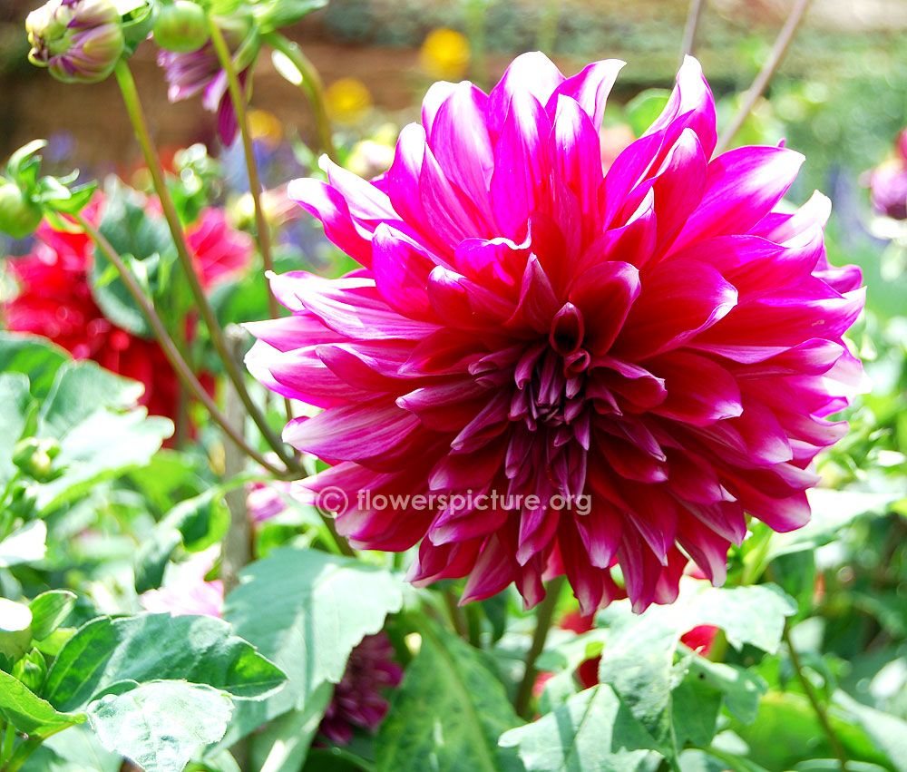 Dahlia pink white